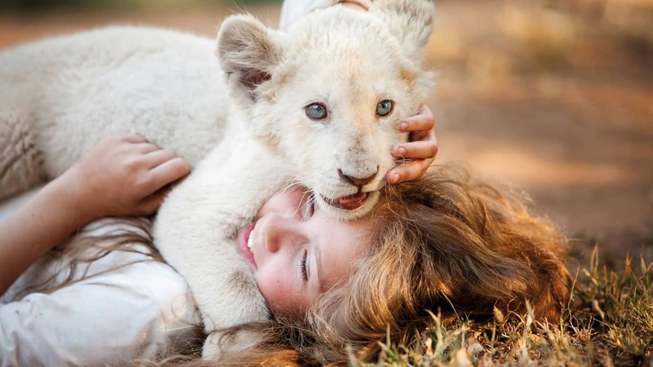 Mia e il leone bianco re incassi cinema