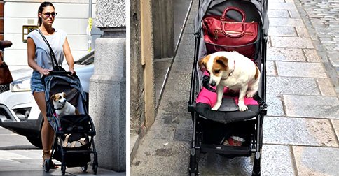 Cecilia Rodriguez con il cane in passeggino: Aspirina sta ancora male, lei la tratta come fosse un bambino. Ignazio Moser pensa a un futuro bebè e le dice: ‘Almeno ti alleni un po’’