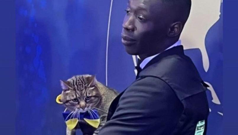 Cannes: il gatto Stepan, simbolo dell’Ucraina, premiato tra gli influencer più popolari al mond