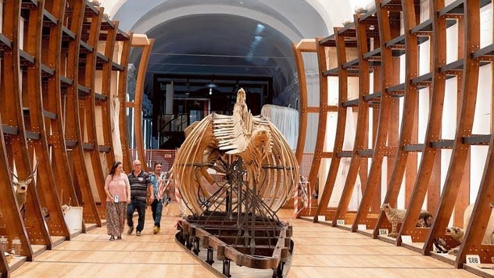 A distanza di dieci anni il museo di scienze naturali di Torino corre verso la riapertura